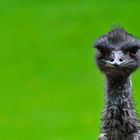 Emu im Tierpark Zittau