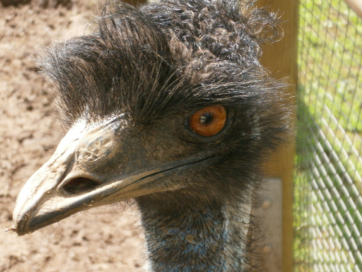 Emu im Vogelpark Schotten