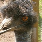 Emu im Vogelpark Schotten