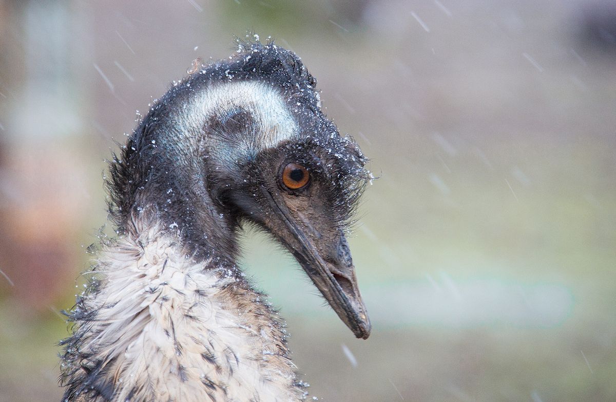 emu im winter...