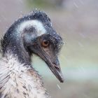 emu im winter...