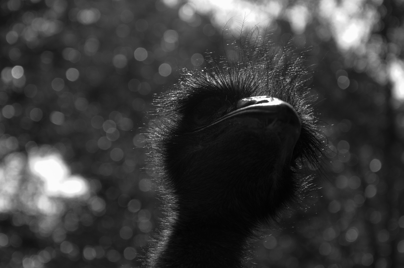 Emu im Zittauer Zoo