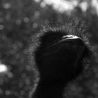 Emu im Zittauer Zoo