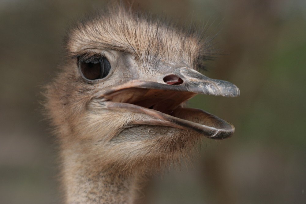 Emu in Afrika