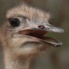 Emu in Afrika