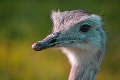 Emu in der Abendsonne