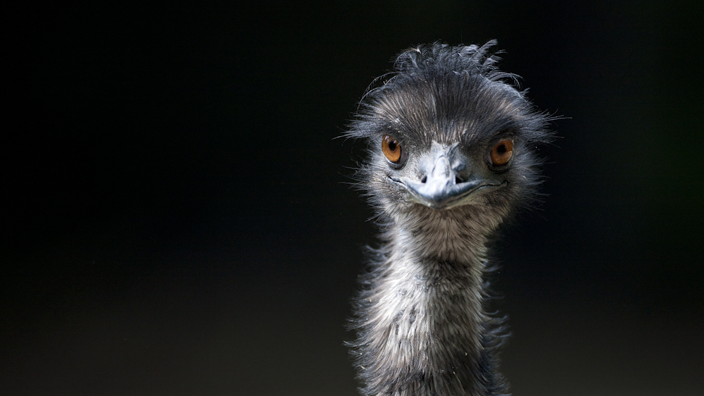 emu in duisburg