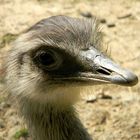 Emu in Erwartung