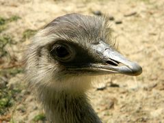 Emu in Erwartung