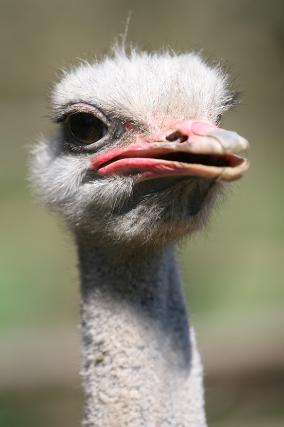 Emu in Pickreichweite