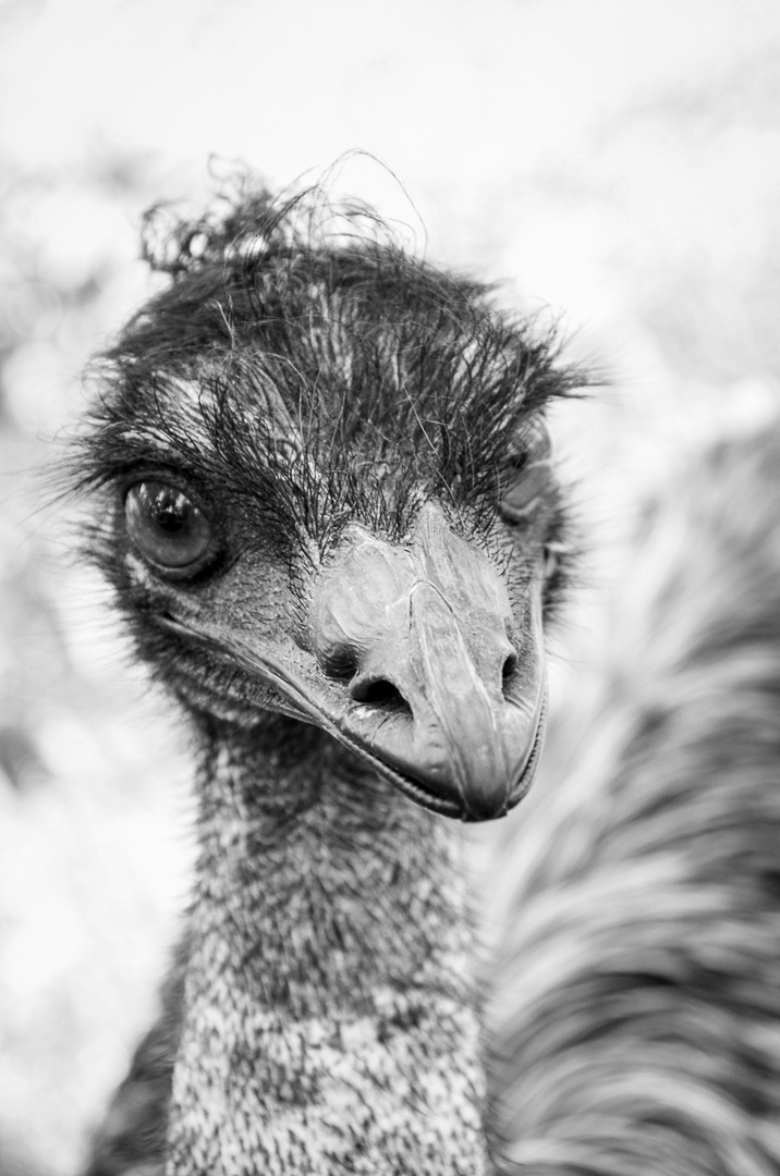 Emu in sw