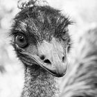 Emu in sw