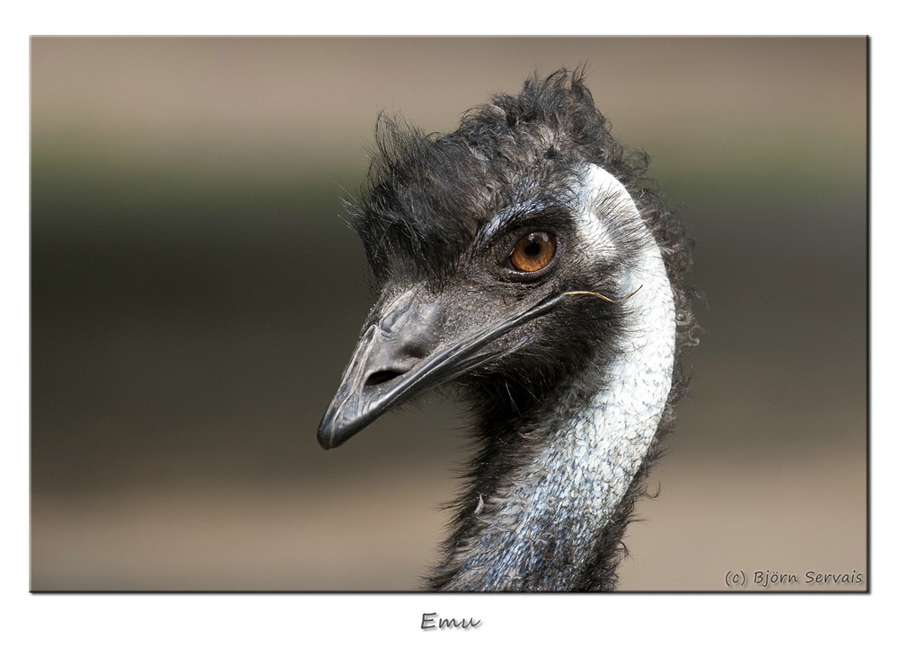 Emu ist so frei(gestellt)