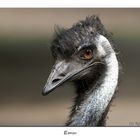 Emu ist so frei(gestellt)