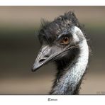 Emu ist so frei(gestellt)