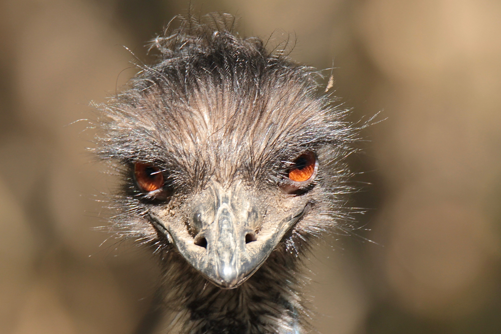 EMU - können diese Augen lügen?