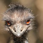 EMU - können diese Augen lügen?