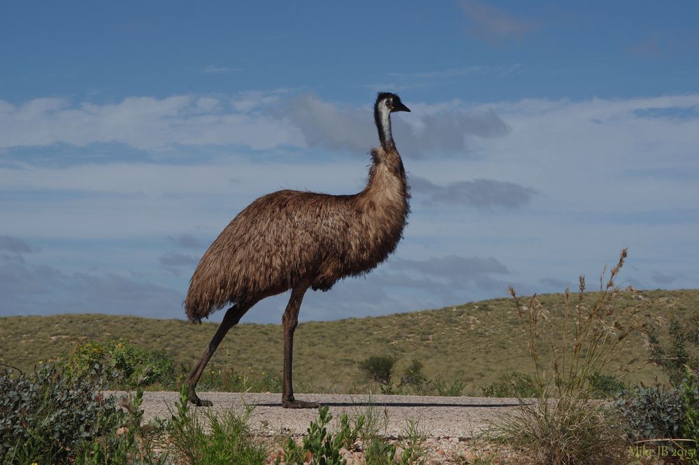 Emu Laufsteg