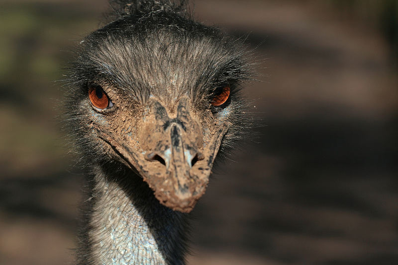 Emu Locke Manfred part II