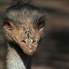 Emu Locke Manfred part II
