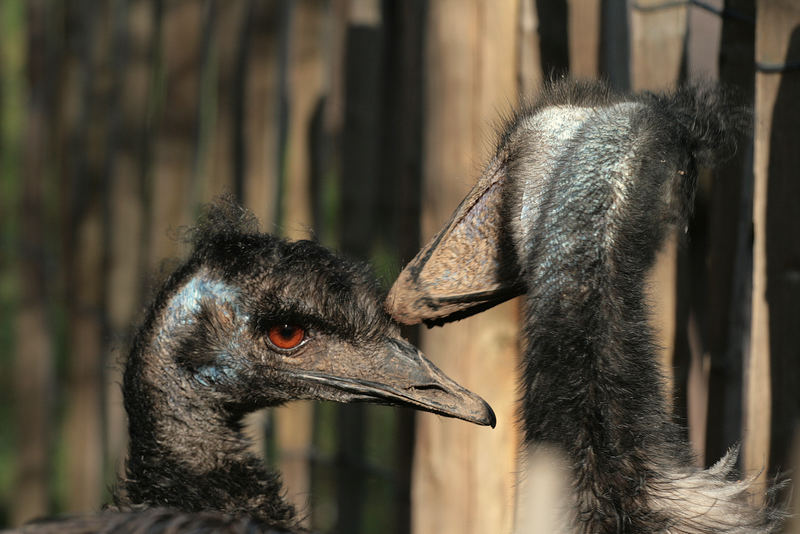Emu Locke Manfred part III