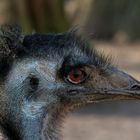 Emu Locke Manfred part IV
