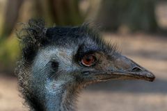 Emu Locke Manfred part IV