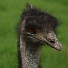 Emu-Look