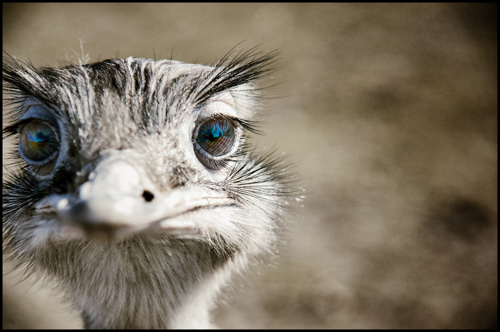 Emu loves you ;-))