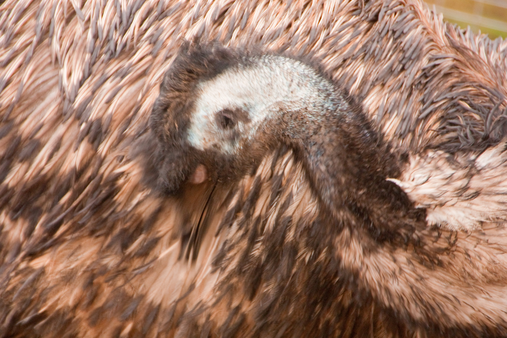 Emu - mal ein bißchen anders