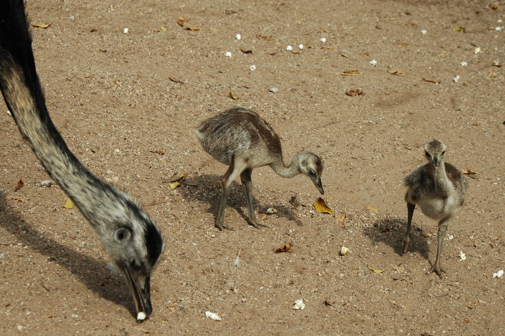 Emu-Mama mit Nachwuchs