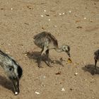 Emu-Mama mit Nachwuchs