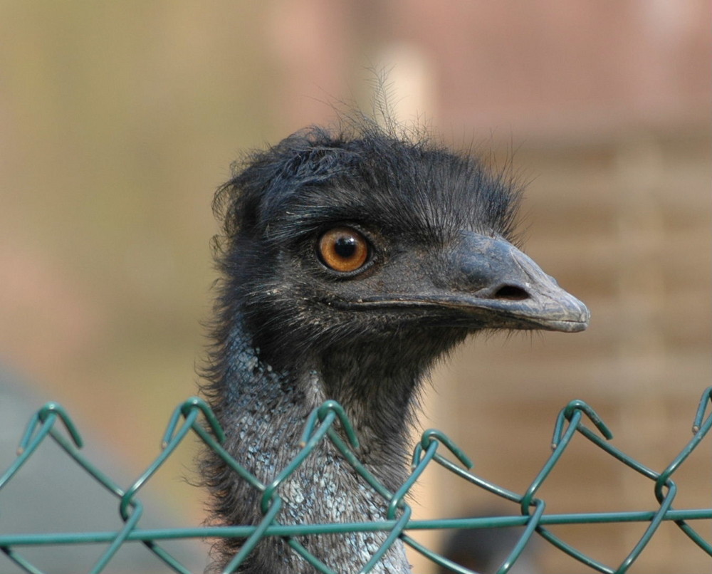 Emu mit "Beckham"-Frisur