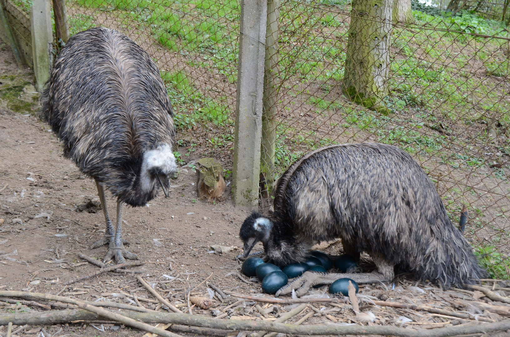 Emu mit Eiern