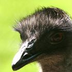 Emu mit Emu im Auge