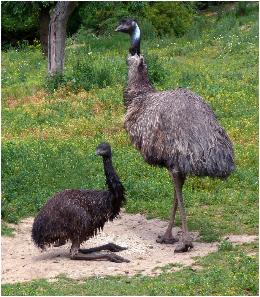 Emu mit Nachwuchs (Zoo Neuwied)