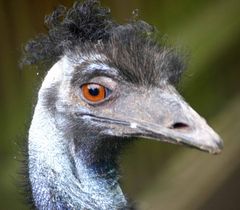 emu mit Punkfrisur