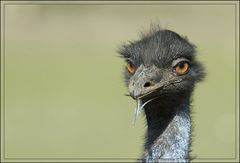 Emu Model