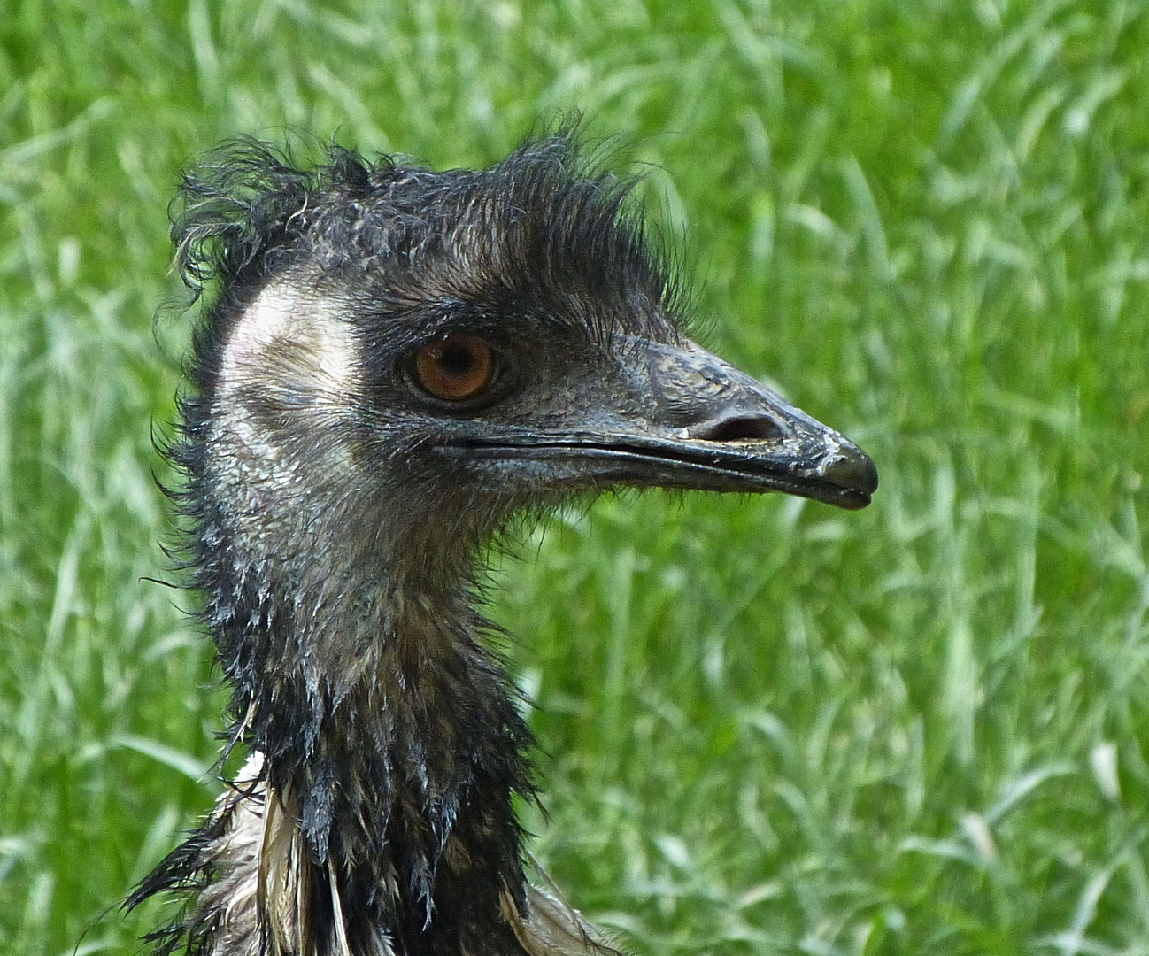 Emu nach dem Bade