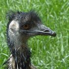 Emu nach dem Bade