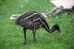 Emu - Nachwuchs (1er von 8 Prachtstücken)