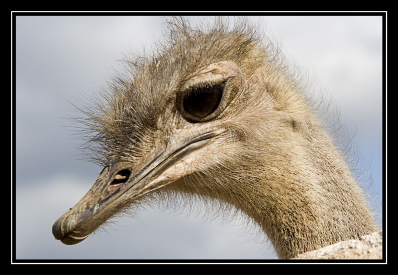 Emu oder doch Strauß?