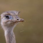 Emu oder Nandu