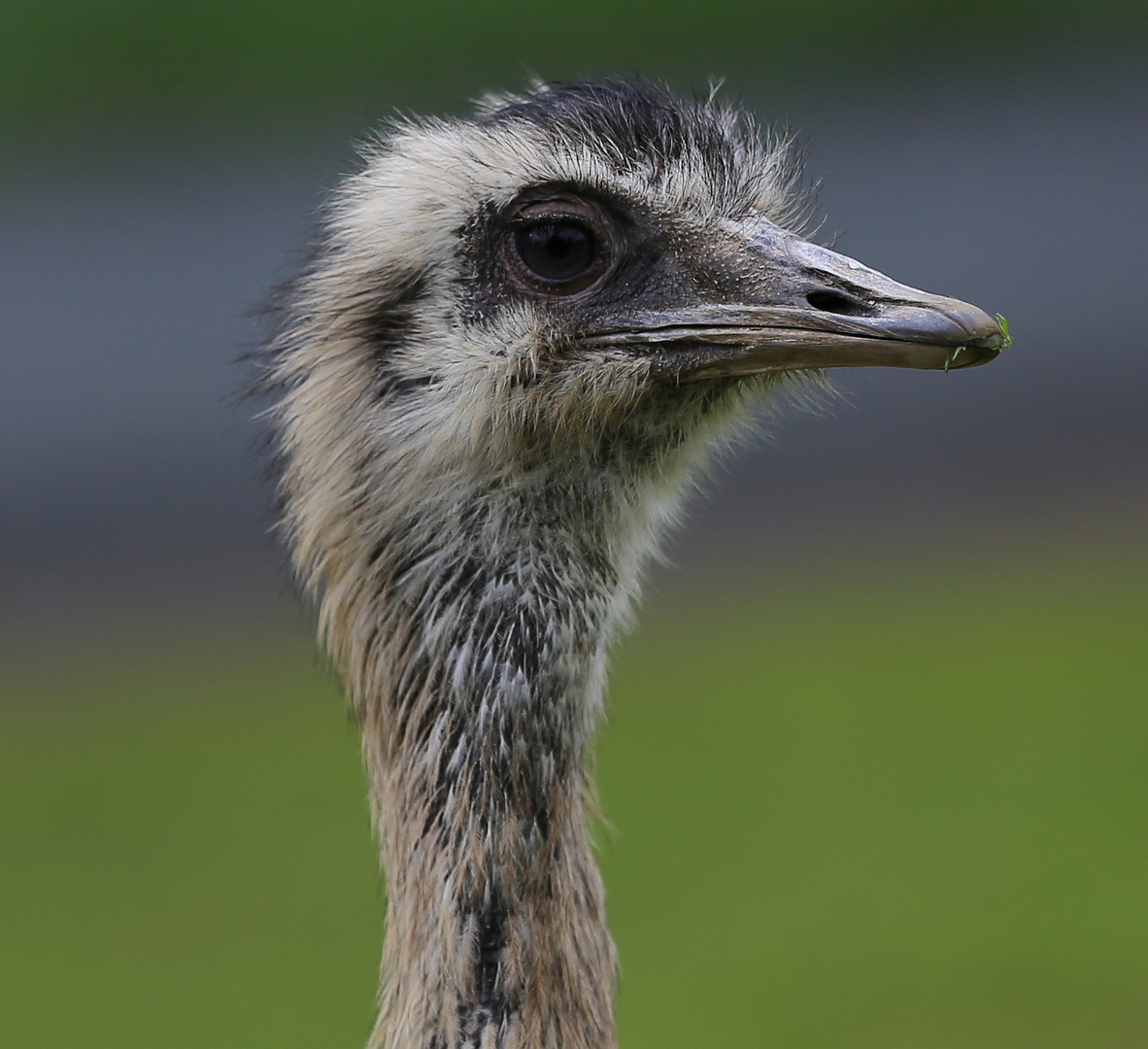 Emu oder Nandu ?