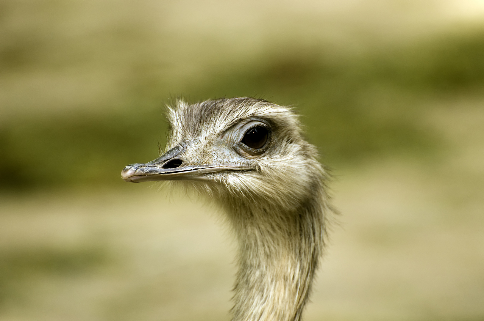 Emu oder Nandu Portrait