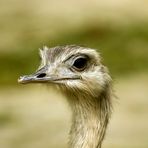 Emu oder Nandu Portrait