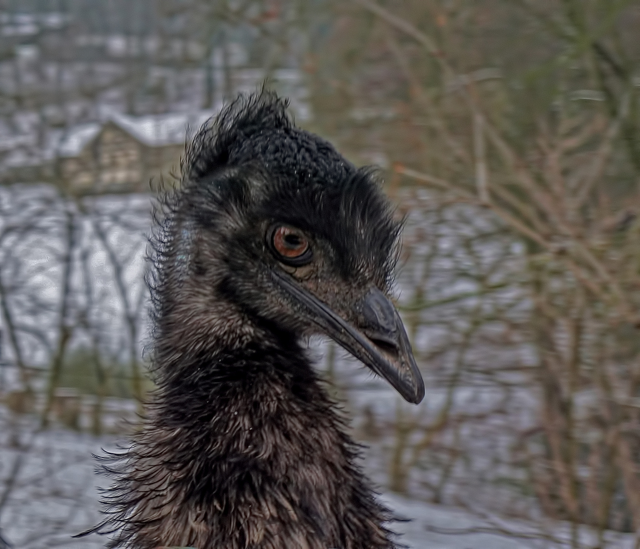 Emu oder Punk