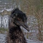 Emu oder Punk