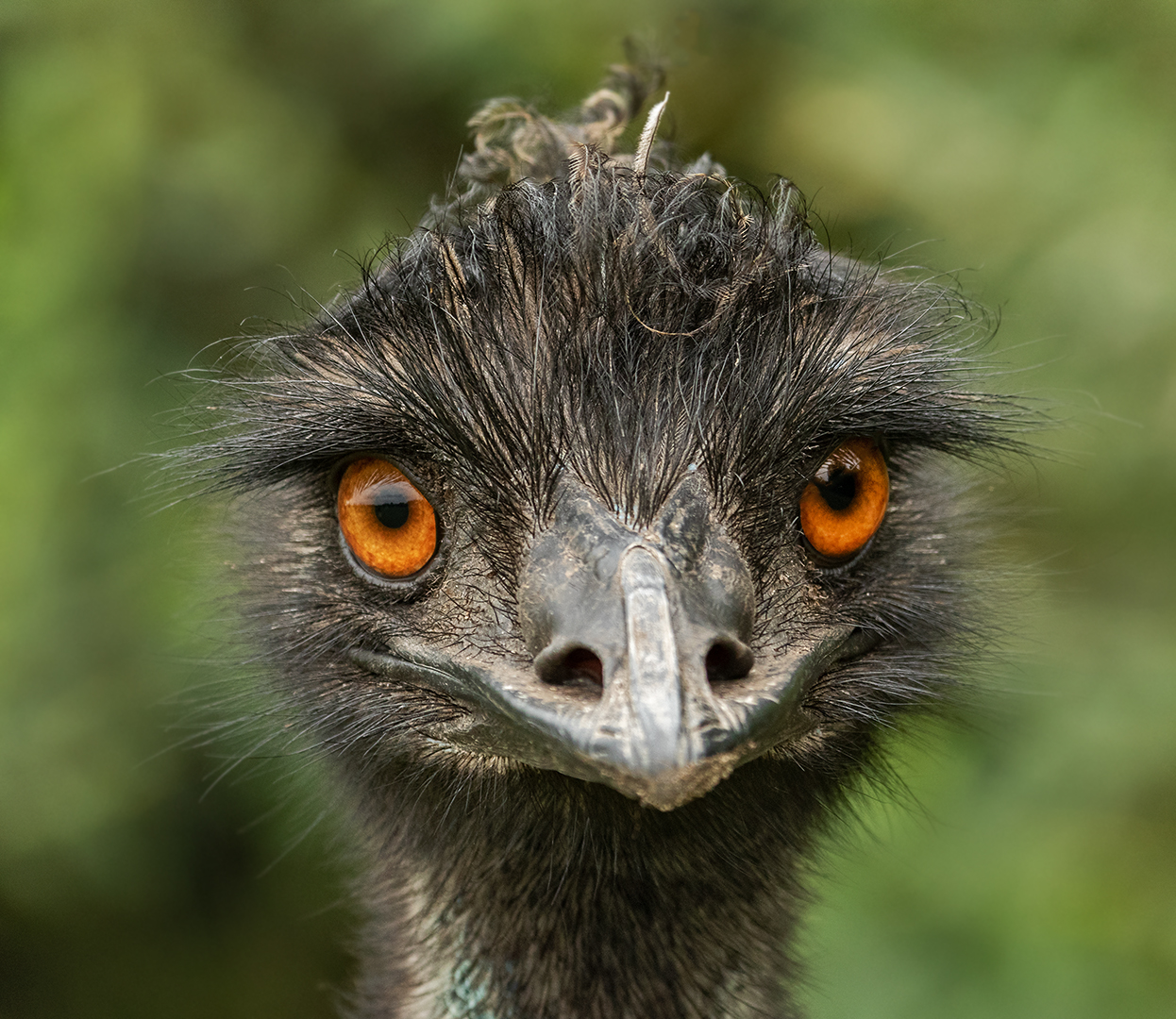 Emu-Portrait 001