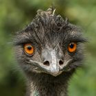 Emu-Portrait 001